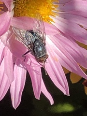 Calliphora vicina