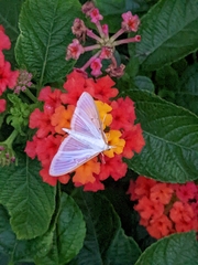 Palpita