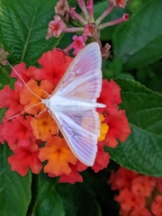 Palpita