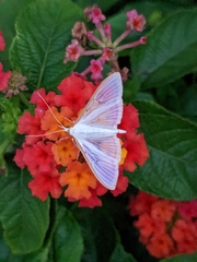 Palpita