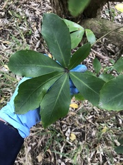 Pseudopanax lessonii