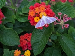Palpita