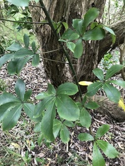 Pseudopanax lessonii