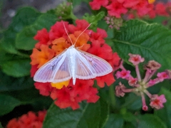 Palpita