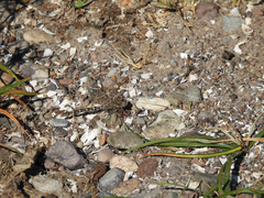 Erpetogomphus