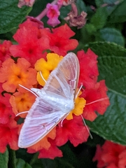Palpita