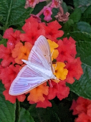 Palpita