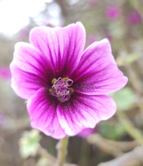 Malva arborea