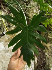 Philodendron
