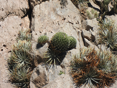 Agave victoriae-reginae