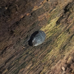 Camarops petersii