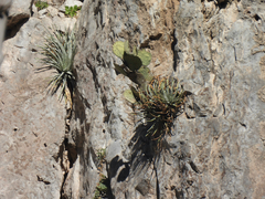 Hechtia mapimiana