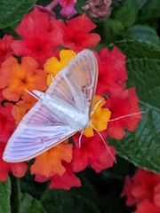 Palpita