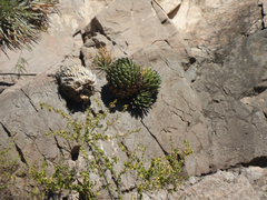 Agave victoriae-reginae