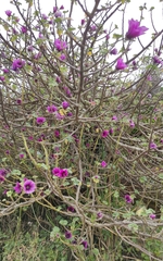 Malva arborea