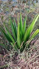 Furcraea andina