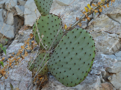 Opuntia rufida
