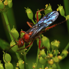 Tachypompilus ferrugineus
