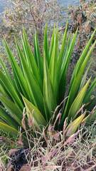 Furcraea andina