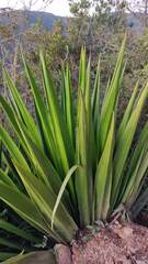 Furcraea andina