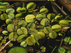 Salvinia