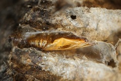 Lepidoptera