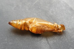 Lepidoptera