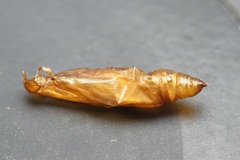 Lepidoptera