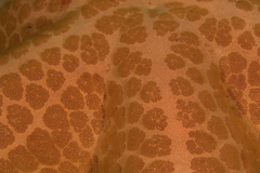 Choriaster granulatus