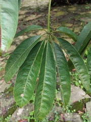 Malvaceae