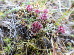 Thymus praecox britannicus