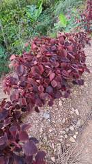 Euphorbia cotinifolia