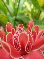 Etlingera elatior