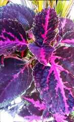 Coleus