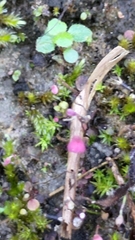 Utricularia striatula