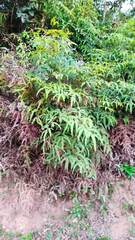 Gleicheniaceae