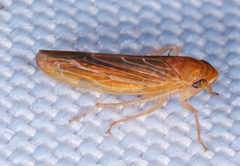 Idiodonus kennicotti