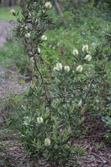 Callistemon