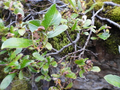 Salix cinerea