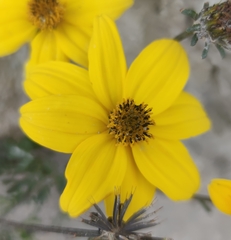 Bidens andicola