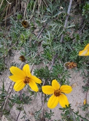 Bidens andicola