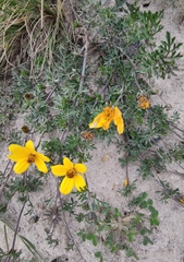 Bidens andicola