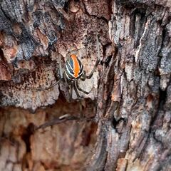 Latrodectus hasselti