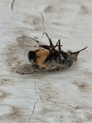 Copestylum haagii