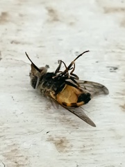Copestylum haagii