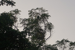 Amazona autumnalis