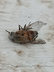 Copestylum haagii