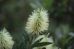 Callistemon