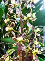 Prosthechea