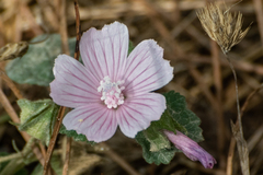 Malva hispanica